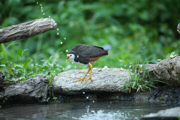 White-breasted waterfowl, foraging in nature