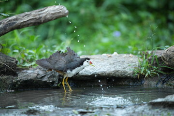 White-breasted waterfowl, foraging in nature