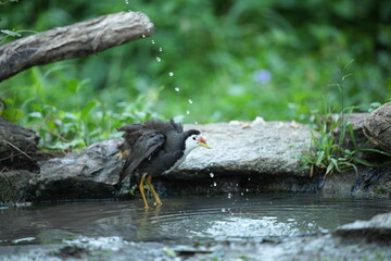 White-breasted waterfowl, foraging in nature
