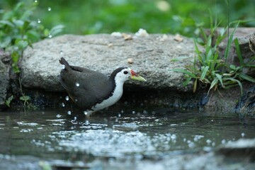 White-breasted waterfowl, foraging in nature