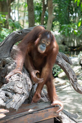 Naklejka premium Orangutan sitting on tree trunk in tropical jungle