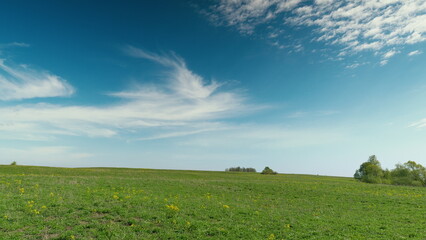 Fototapeta premium A Vast and Lush Green Field Enjoying the Warmth of a Clear and Bright Blue Sky Above