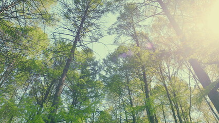 Fototapeta premium A Lush Green Forest Canopy Nestled Under a Bright and Clear Blue Sky Awaiting Your Visit