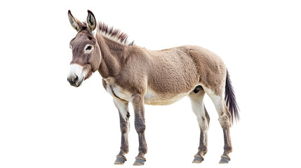 Obraz premium A brown donkey standing in a field isolated against a black background isolated on transparent background
