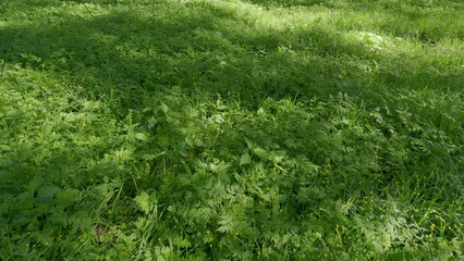 Vibrant Lush Green Grass Thriving Under the Cool Shadows of the Tree Canopy Above