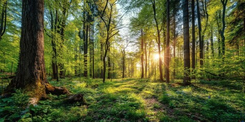 Fototapeta premium Silent German Forest in spring with beautiful bright sun rays on orange, golden sunset mood, black forest.