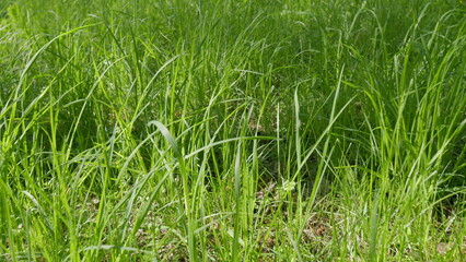 Lush Green Grass that is Beautifully Illuminated by Natural Light in a Vibrant Outdoor Setting