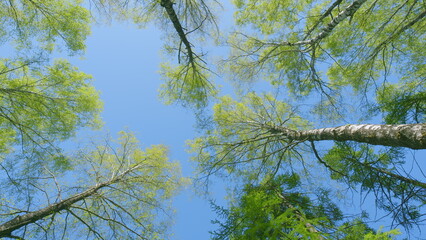 A Serene Canopy View Featuring Bright Green Trees Beneath a Beautiful Clear Blue Sky