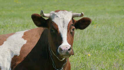 A CloseUp Visit of a Brown and White Dairy Cow Grazing in a Serene Pasture Environment