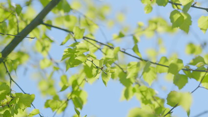 Lush Green Leaves That Are Bathed Beautifully in Sunlight and Natures Warm Glow