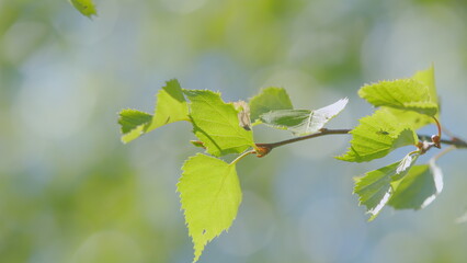 A Stunning Display of Fresh Green Leaves Captured with a Gentle and Artsy Bokeh Effect