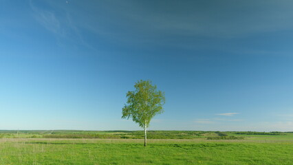Obraz premium A Solitary Tree Stands Majestically in a Lush Green Landscape Beneath a Clear Blue Sky