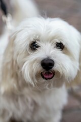 Fluffy white dog close-up with a joyful expression.
