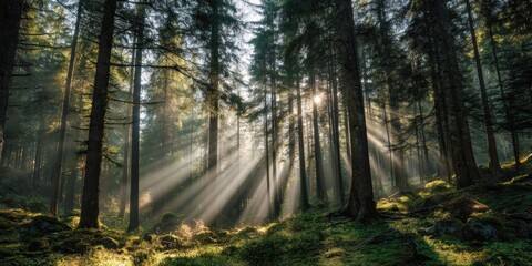 Obraz premium Sunlight Filtering Through Misty Forest Canopy. A serene forest scene where early morning sunlight pierces through a misty canopy, casting golden rays onto the forest floor. 