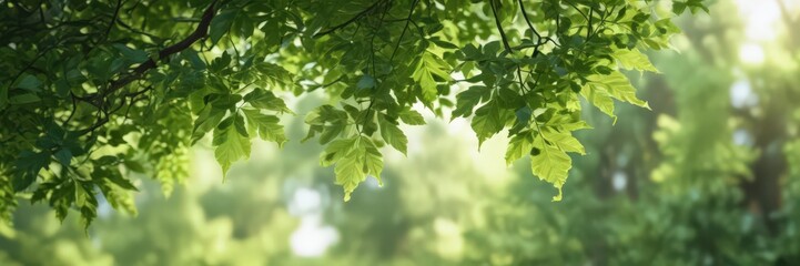 Obraz premium Blurred green leaves, soft focus, dappled light, undergrowth, ecology, soft