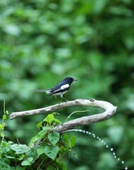Obraz premium The Magpie, a bird that forages naturally in the forests of Thailand.