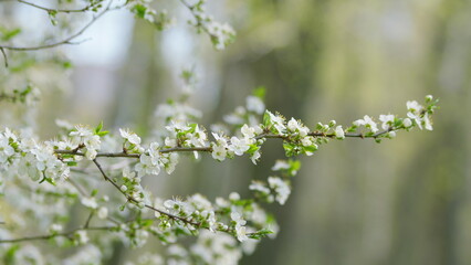 Beautiful and Delicate White Blossoms on a Branch During the Charming Spring Season