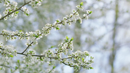 The Beautiful Blossoming Branches in Springtime are a stunning sight to behold and enjoy