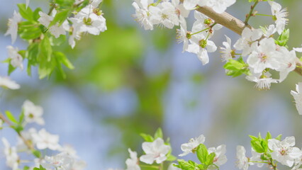 Cherry blossoms bloom beautifully in spring, creating a vibrant and serene atmosphere