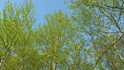 Obraz premium The Fresh Green Foliage Stands Out Beautifully Against a Clear Blue Sky in Springtime