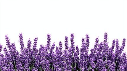 Naklejka premium Lavender Border Purple Floral Composition, White Background, Nature Photography, Lavandula, Floral Design ,lavender,photography