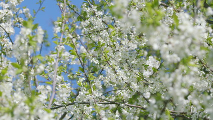 A Blooming White Flowering Tree Rejoices in the Spring While Against a Bright Blue Sky