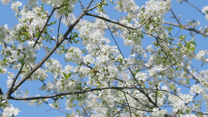 The Beautiful Blooming Cherry Blossoms Set Against a Clear Blue Sky, a Stunning Sight