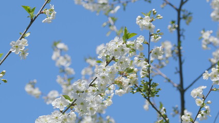 The cherry blossoms bloom vibrantly against a clear blue sky, showcasing natures elegance