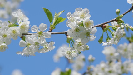 A Beautiful Branch of Blooming Cherry Blossoms Set Against a Clear Blue Sky Above