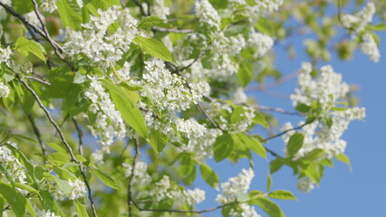 Beautiful Blooming White Flowers on a Branch Against a Clear and Bright Blue Sky Above