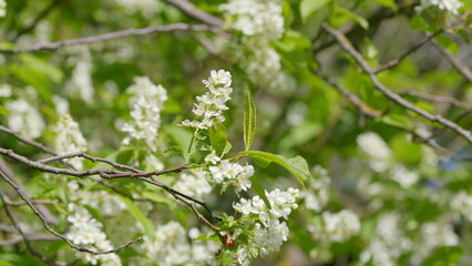 A Beautiful Blooming White Flowering Tree Branch Thriving During the Spring Season