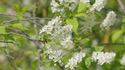 Admiring Beautiful White Flowering Plants in Full Blooming Glory During the Spring Season