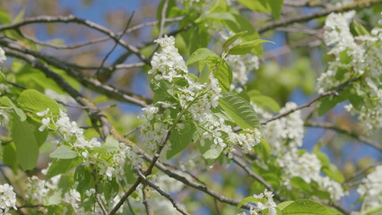 Blooming White Flowers on Branches in the Beautiful Springtime Season of the Year
