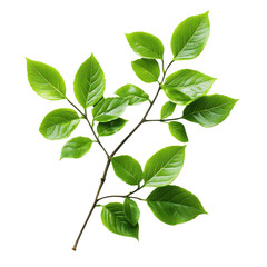 Fototapeta premium Fresh green plant leaves isolated on a clean Transparent background for natural decor and design elements, Isolated image green plant leaves on PNG background