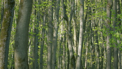 A Stunning Lush Green Forest with Vibrant Young Leaves Flourishing in the Spring Season