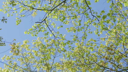 Fototapeta premium Treetops Beautifully Forming a Contrast Against a Clear Blue Sky in Early Springtime