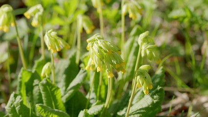 Beautiful and Vibrant Spring Blooms of a Stunning Yellow Flowering Plant in Nature