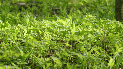 The lush and vibrant expanse of a sunlit forest floor, adorned with greenery, is truly enchanting