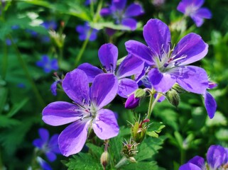 Lila Blüten im Mai 