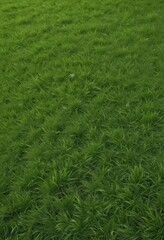 Patch of vivid green grass, cleanly cut, studio shot ,  outdoor,  macro