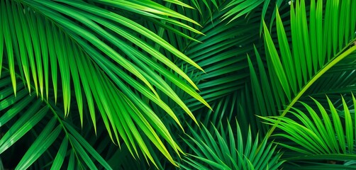 Abstract green tropical palm leaves, minimal summer background,  aesthetic,  botany