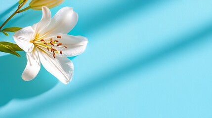 Fototapeta premium White Lily on Blue Background