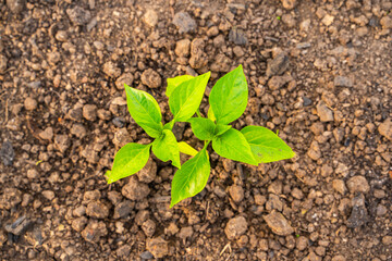 Seedlings of sweet bell pepper growing in a greenhouse, close-up