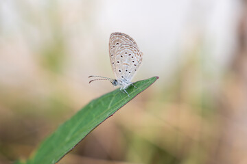 Close up of small butterfly on green leaf