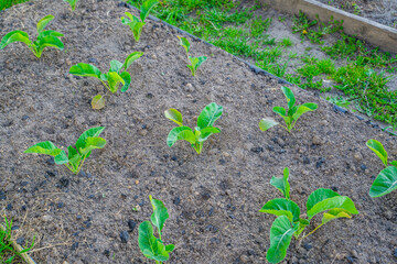 Seedlings of different varieties of cabbage growing in a vegetable garden, close-up