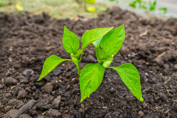 Leaves of bell pepper seedlings in drops of water after watering, close-up