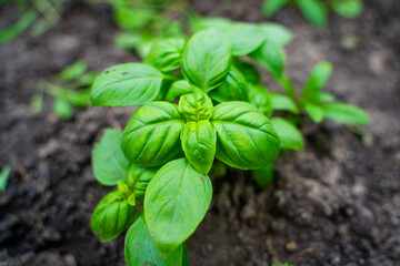 Basil growing close-up in a vegetable garden