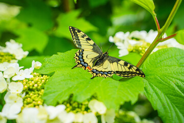 Close-up of a beautiful swallowtail butterfly (Papilio machaon) resting on vibrant green leaves...