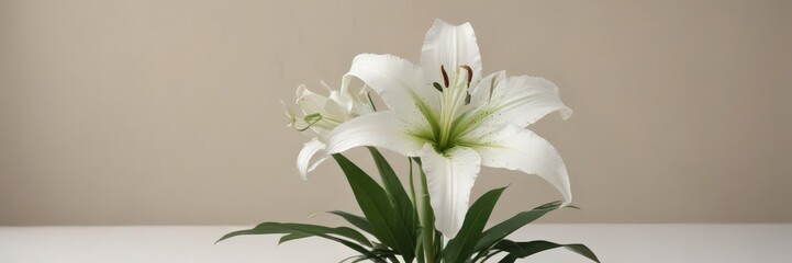 Single white lily with delicate green leaves against a neutral backdrop, leaves,  memory