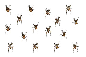 Macro shot big spider isolated on white background. Spider pattern